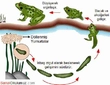 Hayvanlarda Üreme Büyüme ve Gelişme Hayvanlarda Üreme Büyüme ve Gelişme